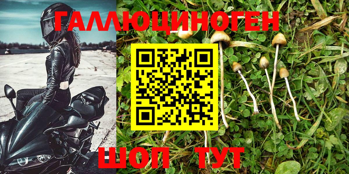 Псилоцибиновые грибы Psilocybe Брянск